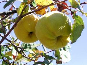 Apples on the tree