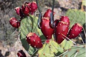 Prickly Pear Fruit